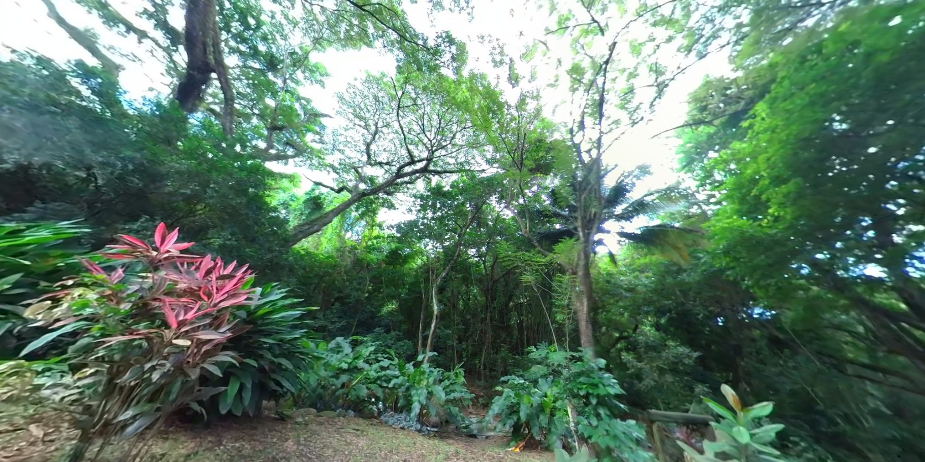 Aux portes de la Forêt Tropicale
